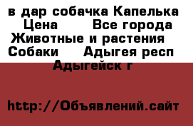в дар собачка Капелька › Цена ­ 1 - Все города Животные и растения » Собаки   . Адыгея респ.,Адыгейск г.